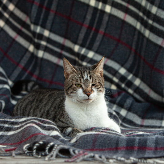 c244b8c6989c7beaba27f4c96bad3191